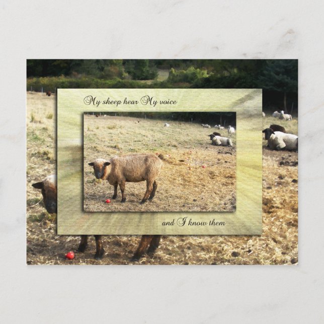 I Know My Sheep Postcard (Front)