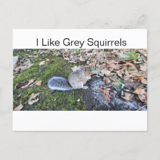 I Like Gray Squirrels Holiday Postcard