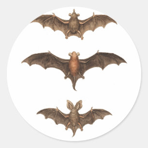 I love bats classic round sticker