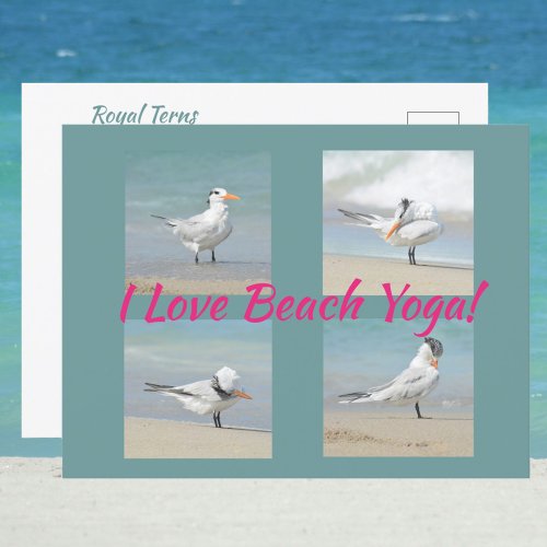 I Love Beach Yoga Royal Terns Posing Photographic Postcard