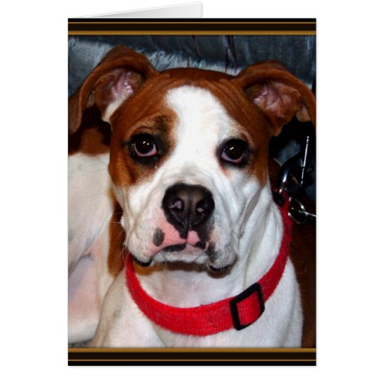 I Love Boxer Collection Card