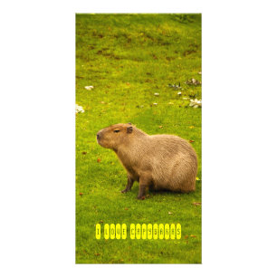 I love capybaras Photo Card