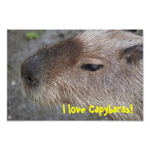 I love Capybaras! Photo Enlargement