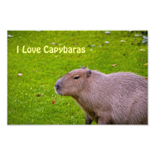 I Love Capybaras Photo Enlargement Print