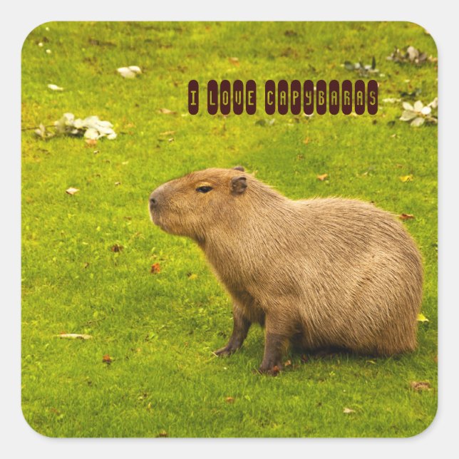 I love Capybaras Sticker (Front)