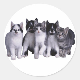 I love Cats from Junglewalk.com Classic Round Sticker
