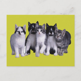 I love Cats from Junglewalk.com Postcard