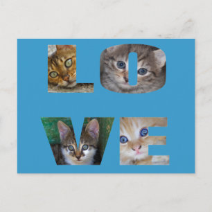 I Love Cats Postcard