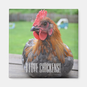 I Love Chickens... Black Copper Maran Roo Magnet