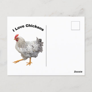 I Love Chickens. chickens, humor, funny Postcard
