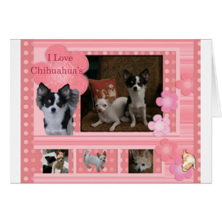 I love Chihuahuas Cards