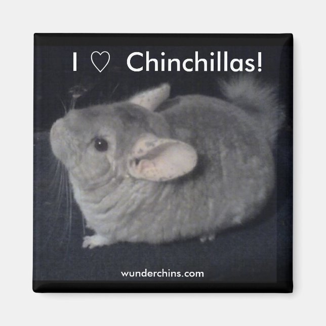I Love Chinchillas Magnet (Front)