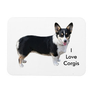 I love corgis magnet