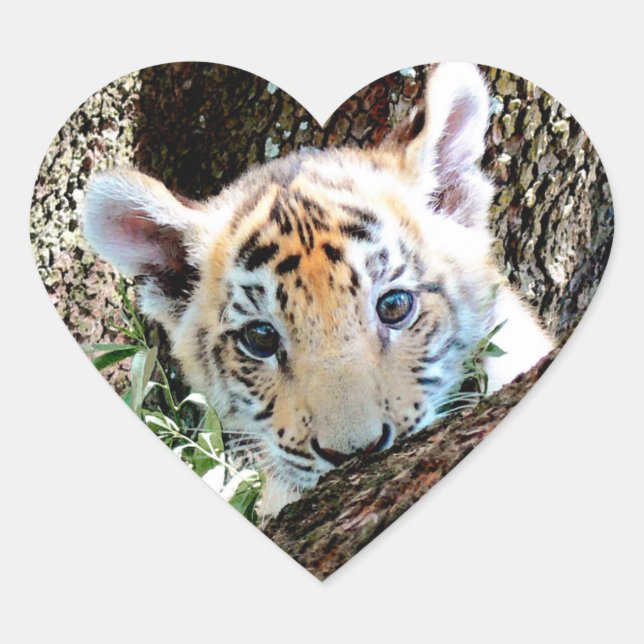 I Love Cute Baby Tiger Cubs Heart Sticker (Front)