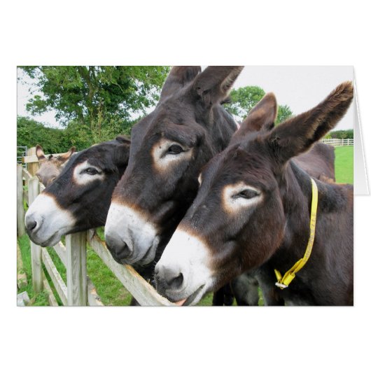 I Love Donkeys! Cards (Front Horizontal)