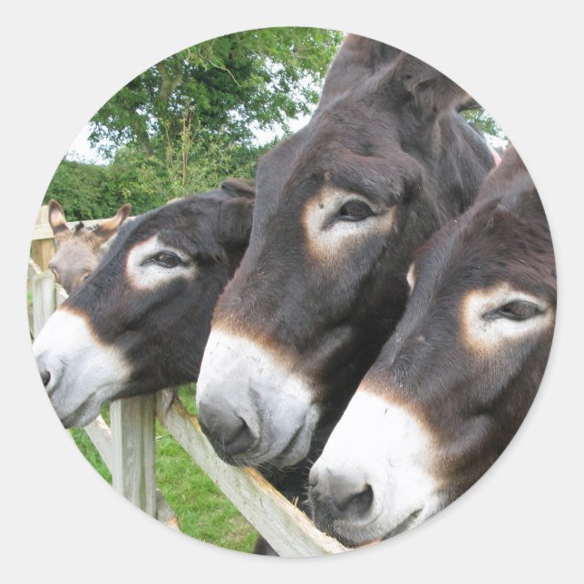 I Love Donkeys! Classic Round Sticker (Front)