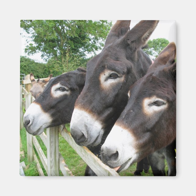 I Love Donkeys! Magnet (Front)