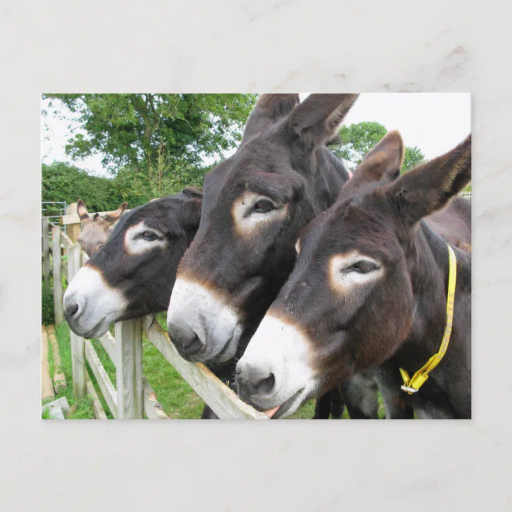 I Love Donkeys! Postcard | Zazzle