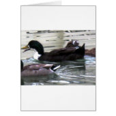 I love Ducks (Front)