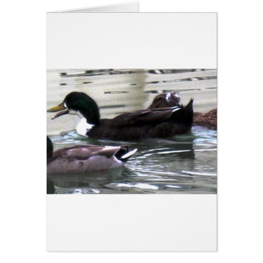 I love Ducks Cards (Front)