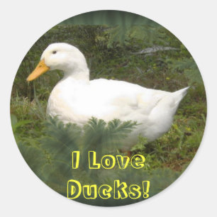I Love Ducks! Stickers