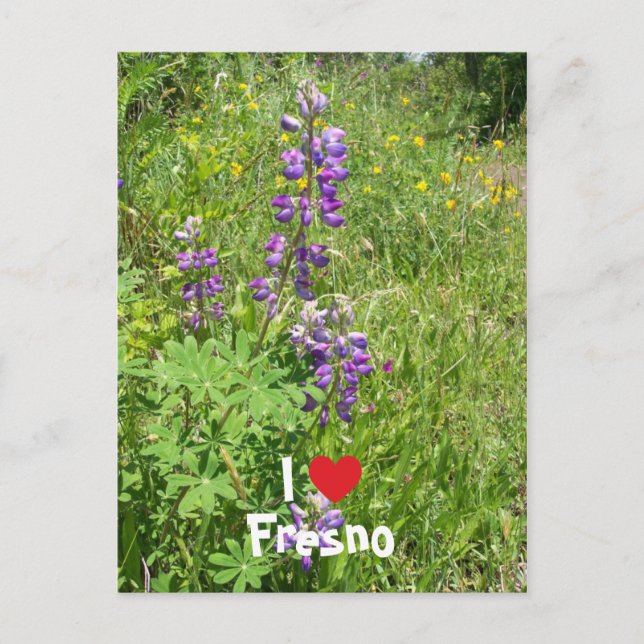 I Love Fresno Postcard (Front)