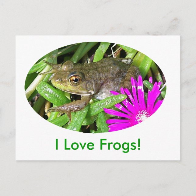 I Love Frogs! Cards, Shirts & Gift Items Postcard (Front)