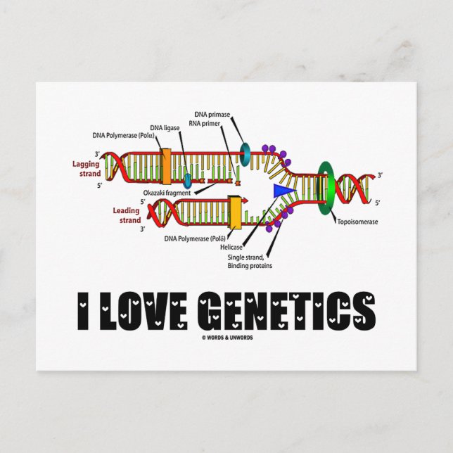 I Love Genetics (DNA Replication) Postcard (Front)