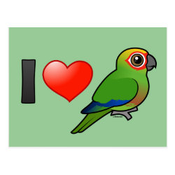 I Love Golden-capped Conures Postcard