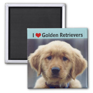 I Love Golden Retrievers Cute Puppy Magnet