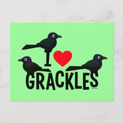 I Love Grackles Postcard