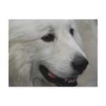 I Love Great Pyrenees  Postcard