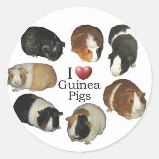 I Love Guinea Pig Stickers