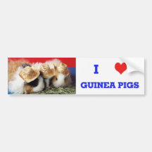 I Love Guinea Pigs Bumper Sticker