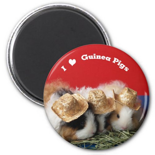 I Love Guinea Pigs Magnet