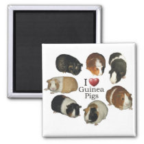 I love guinea pigs Magnet