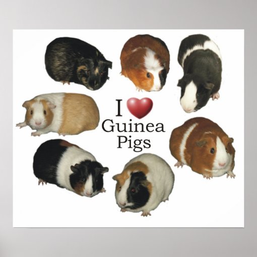 I Love Guinea Pigs Poster | Zazzle