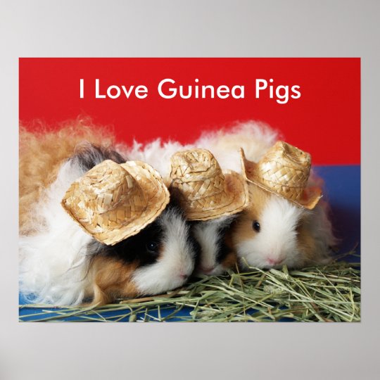 I Love Guinea Pigs Poster