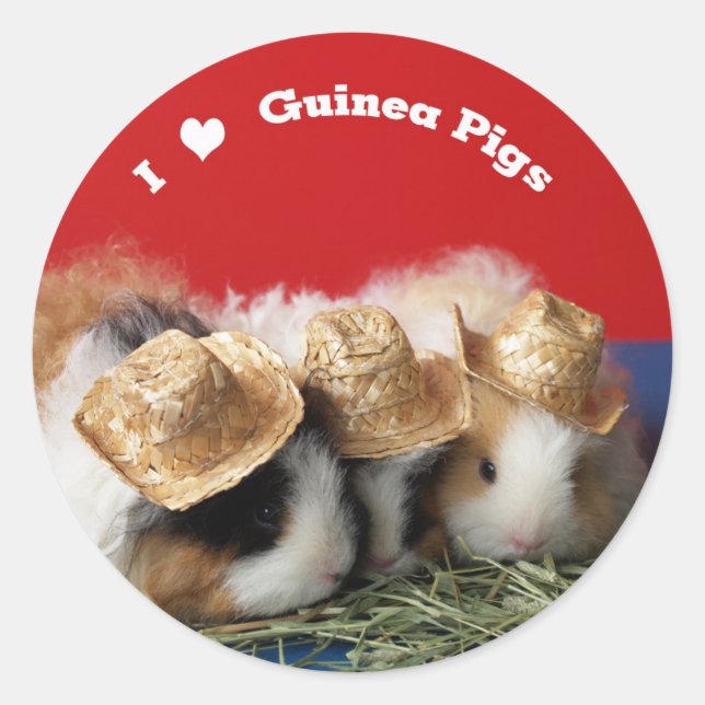 I Love Guinea Pigs Stickers (Front)