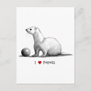 I Love (heart) Ferrets: Pencil Drawing Postcard by joyart at Zazzle