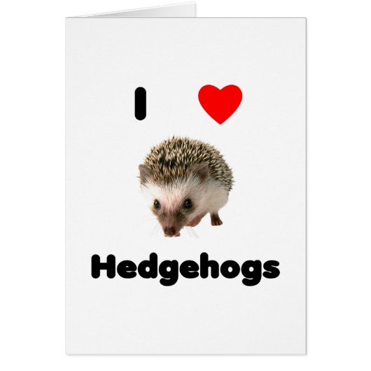 I love hedgehogs (Front)