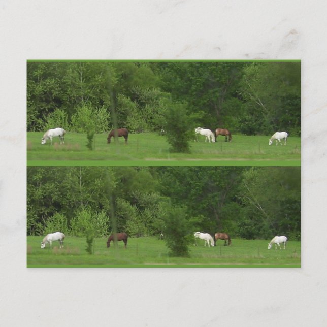 I Love Horses! Bookmarkers - Customize! Postcard (Front)