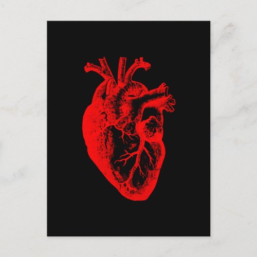 I love  I heart heart anatomy Postcard