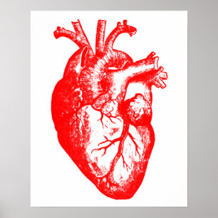 I love / I heart heart anatomy Poster