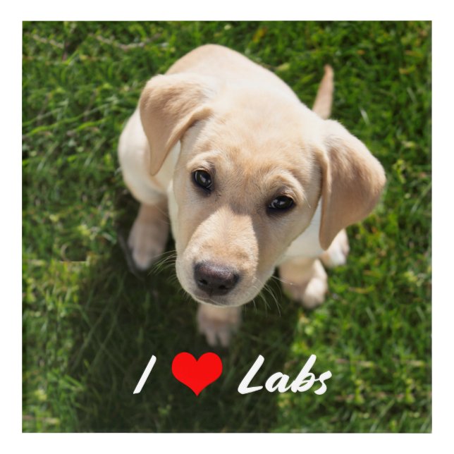 I Love Labs #2 Hi There, Puppy! Acrylic Print (Front)