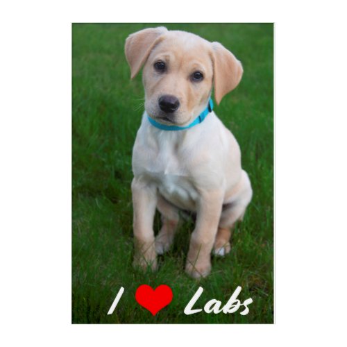 I Love LabsYellow Labrador Retriever Puppy Acrylic Print