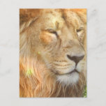 I Love Lions Postcard