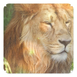 I Love Lions Stickers