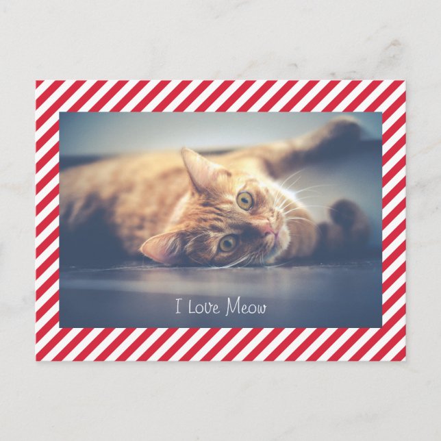 I Love Meow | Cat Valentine's Day Photo Postcard (Front)