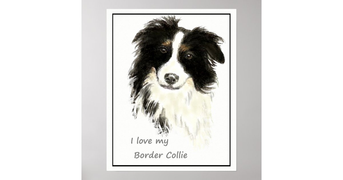 Border Collie Dog with Smooth Collie Dog available as Framed Prints,  Photos, Wall Art and Photo Gifts